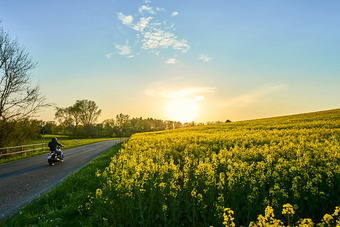 Motorradfahrer auf einer Landstraße bei Sonnenuntergang umgeben von Rapsfeldern